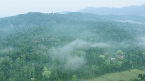 Beautiful Evergreen Forest & Coffee plantation Aerial view in the morning fog in south India