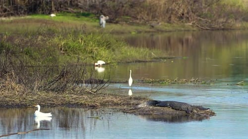 American Alligator in Natural Habitat Dangerous Reptile Resting on Fresh Water Lake Bank in Florida