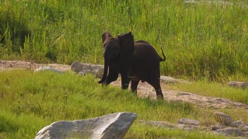 a baby elephant learns to walk