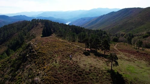 Árvores na bela natureza montanhosa