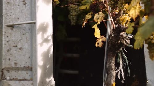 Cueilleur mécanique qui bat les vignes pour en déloger les grappes ; vue rapprochée