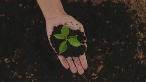 Close Up Of Black Dirt Mud With A Tree Sprout On Farmer's Hand In The Garden