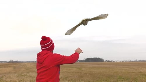 Man Releases White Owl in Open Field