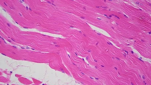 Stratified Squamous Epithelium Filmed By Microscope with 400x Against Bright Field