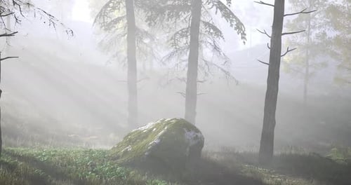 Misty Forest Landscape with Soft Sunlight Filtering Through Trees