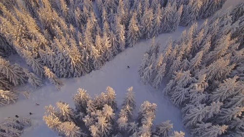 Aerial Over Ski Runner in the Winter Forest