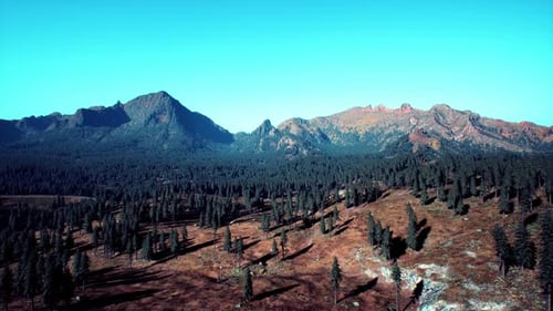 Spruce and Pine Trees and Mountains of Colorado
