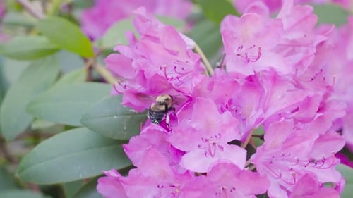 Bee on Pink Rhododendron Flowers Collecting Pollen
