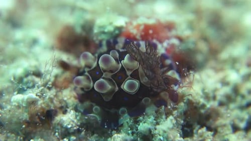 As brânquias emplumadas estendidas de Dendrodoris Denisoni Nudibranch oscilam na corrente