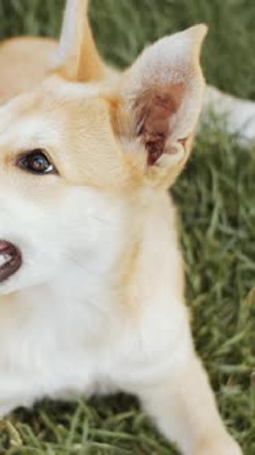 Close Up of a Dog Lying on Grass