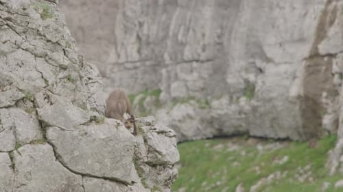 Un chamois sautant sur un rocher. (4K)