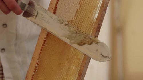 El apicultor destapa un panal con un cuchillo de mano