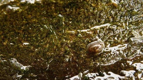 Macro and time-lapse shot of a snail grazing on wet, algae-covered rock.