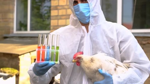 Lab Worker Holding Chicken with Test Tubes