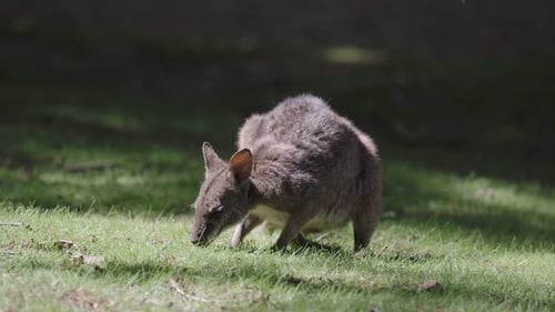 Swamp Wallaby frisst Gras, Wallabia bicolor, gehört zu den kleineren Kängurus.
