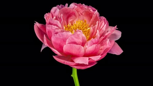 Pink Peony Open Flower in Time Lapse on a Black Background Changing Petals Color Alpha Matte Channel