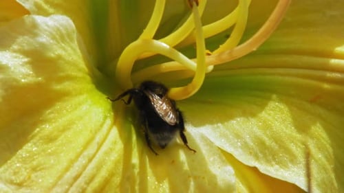 Macro Of A Bumblebee Collecting Nectar At The Pistil Of The Flower. close up