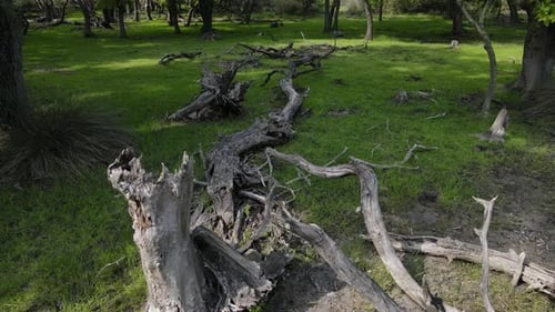 Forêt Ghost