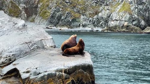 La colonie d'otaries sur le rocher