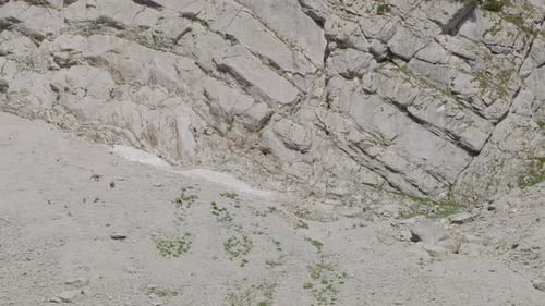 Una manada de rebecos en busca de comida en las montañas rocosas y nevadas. (4K)