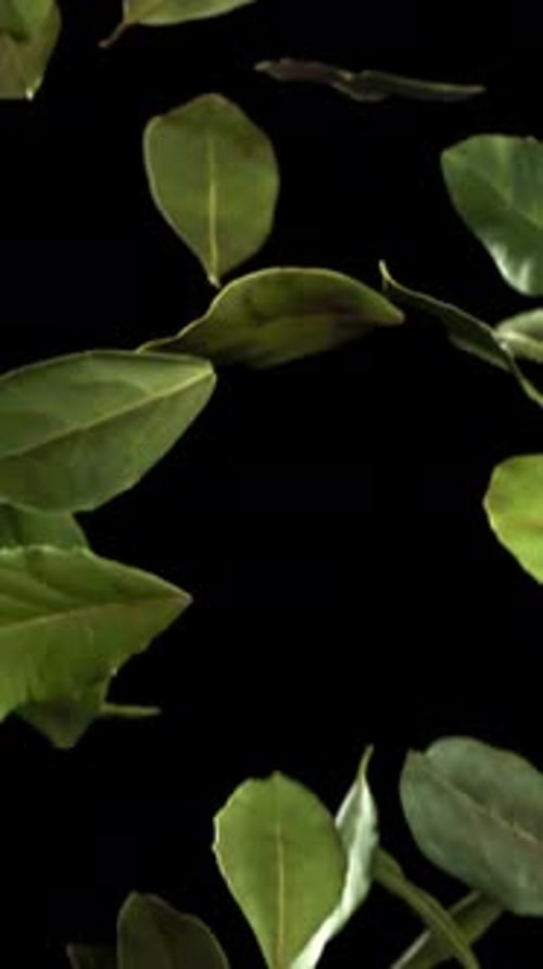 Bay Leaves Fall Down Filmed on a Highspeed Camera at 1000 Fps