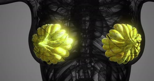 Detailed Representation of Mammary Glands in Human Anatomy