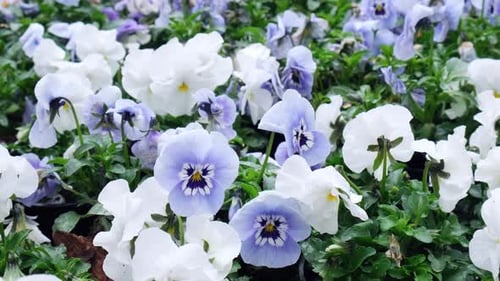 Flowerbed of Beautiful Blue and White Pansy Flowers on Green Lawn Background Group of Delicate