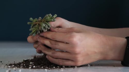 Démêler soigneusement les racines d'une petite plante succulente Lithops