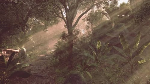 Sunlight Rays Through Tropical Jungle Forest Path