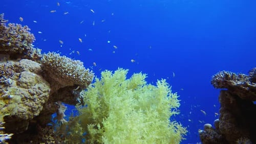 Vibrant Coral Reef Underwater with Schools of Fish