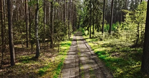 Foot path in green forest in spring at sunlight, Poland.