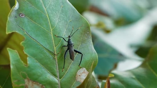 Close-up of leaf-footed bug with orange-tipped legs on leaf in Khao Lak Village