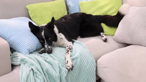 Wunderschöner Border Collie-Hund, der auf einem weichen Sofa liegt, Nahaufnahme. Kamera bewegt sich vorwärts