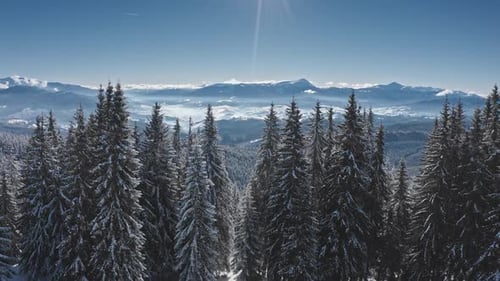Sun Shining Over Snowy Pine Forest and Mountain Range in Winter