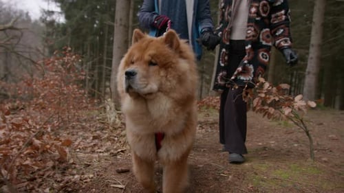 Chow Chow Dog Walking in Autumn Forest with Owners