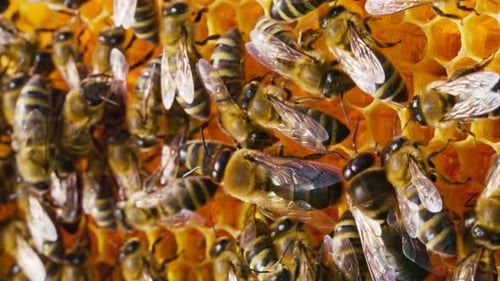 Macro Closeup Video of Honeycombs with Bustling Bee Colony Bees Creating Delightful Natural Honey