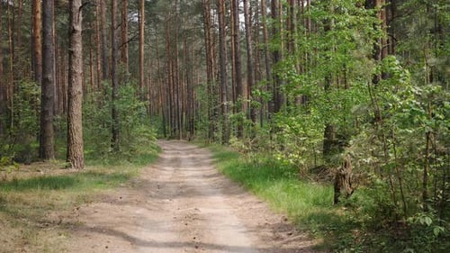 Slow Motion Walking Along a Road in a Pine Forest