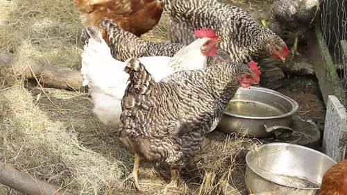 chickens in the yard looking for food no people stock footage stock video