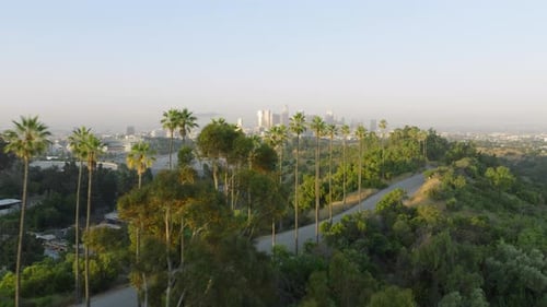 Palms in Golden Sunrise Light on Hollywood Hills at Scenic Los Angeles Downtown