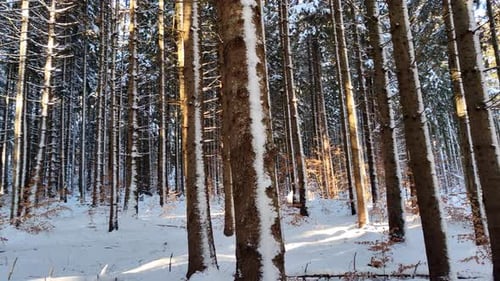 Dense Winter Pine Forest With Bright Sun Rays Shining Trough