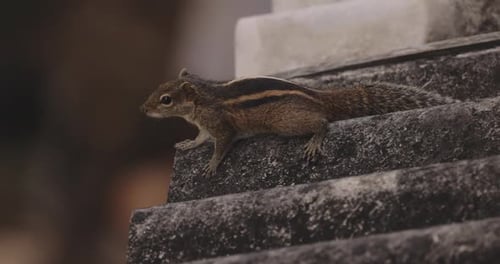 ThreeStriped Palm Squirrel Perched on a Roof in Sri Lanka