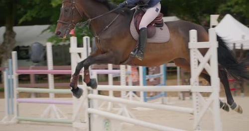 Woman on Horse Jumps Over Fences Outdoors
