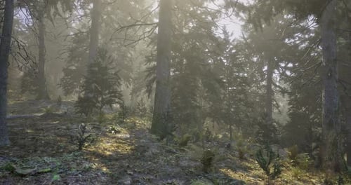 Sunlight Filters Through Trees in a Serene Forest During the Morning