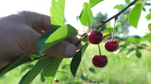 22, Cherries ripen on a tree branch. Orchard, cherry cultivation.