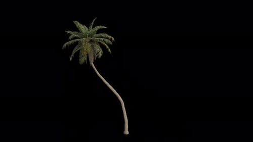 Animated Palm Tree Swaying in Gentle Breeze