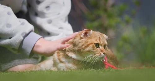Pet Owner Petting His Cat Walking in the Backyard of the House