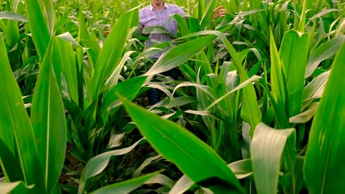 Farmer in a Corn Field Selective Focus