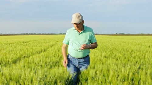 Senior farmer walking in wheat field examining crop.