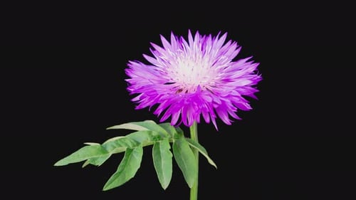 Purple Flower Blooming in Time Lapse on Black