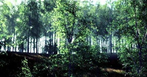 Lush Green Forest with Sunlight Filtering Through Dense Foliage in Morning